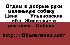 Отдам в добрые руки маленькую собаку. › Цена ­ 1 - Ульяновская обл. Животные и растения » Собаки   